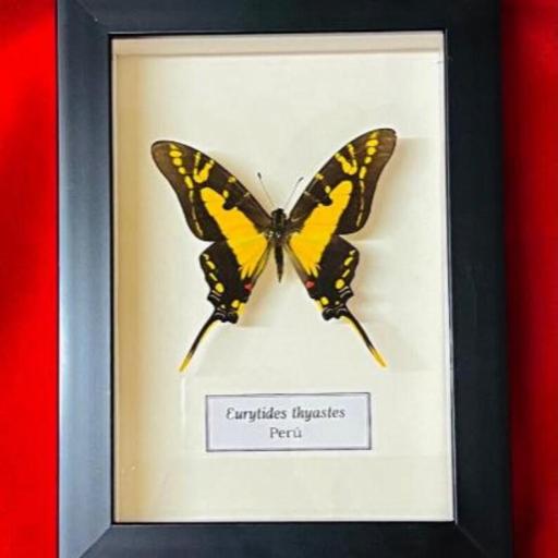 Eurytides thyastes  - Framed  - Taxidermy