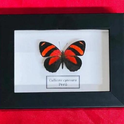 Callicore cynosura - Framed  - Taxidermy [0]