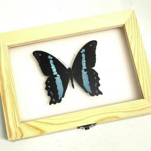 Papilio bromius - Framed  - Taxidermy [0]