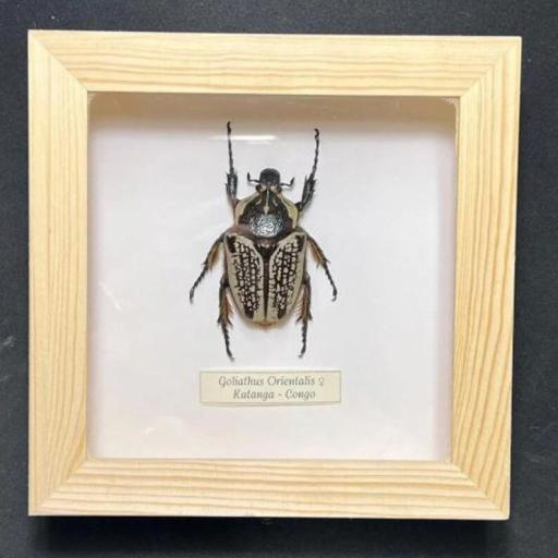 Goliathus orientalis hembra - Framed  - Taxidermy [0]