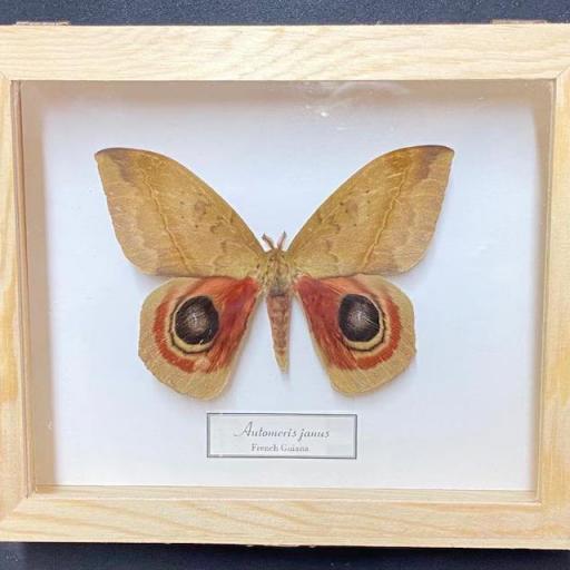 Automeris janus - Framed  - Taxidermy