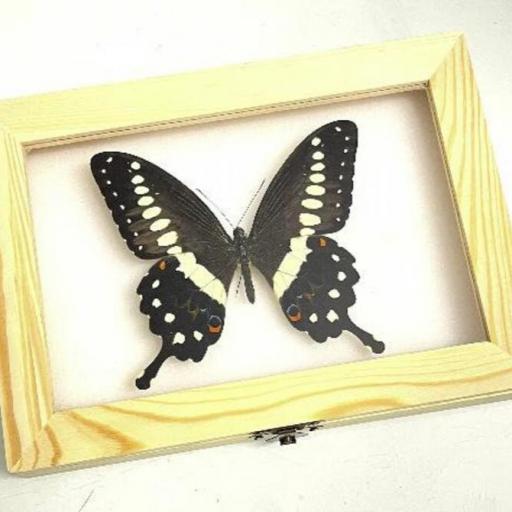 Papilio lormieri - Framed  - Taxidermy [0]