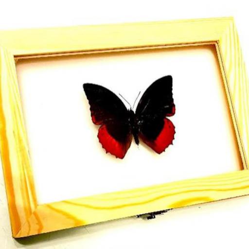 Charaxes protoclea - Framed  - Taxidermy