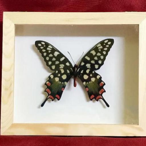 Papilio antenor - Framed  - Taxidermy [0]