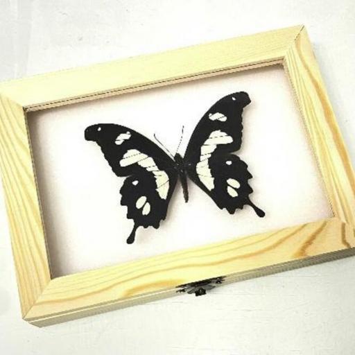 Papilio hesperus - Framed  - Taxidermy