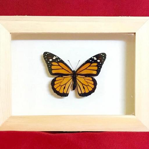 Mariposa Monarca - Danaus Plexippus - Framed  - Taxidermy [0]