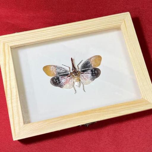 Cicada Pyrops sultanus- Framed  - Taxidermy