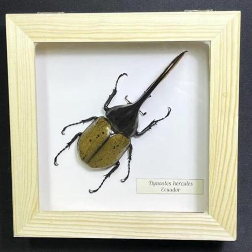 Dynastes hercules (145mm!!)- Framed  - Taxidermy [0]