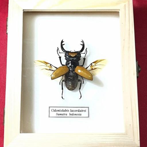 Odontolabis lacordairei (con alas abiertas) - Framed  - Taxidermy [0]