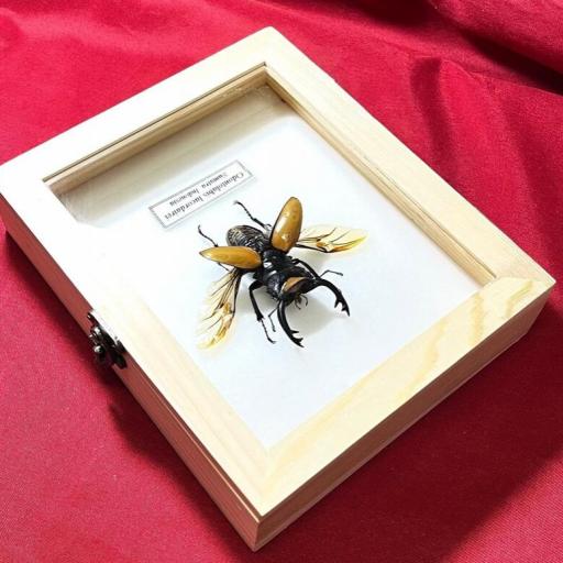 Odontolabis lacordairei (con alas abiertas) - Framed  - Taxidermy [1]