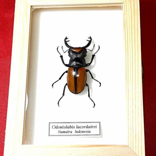 Odontolabis lacordairei (con alas cerradas ) - Framed  - Taxidermy