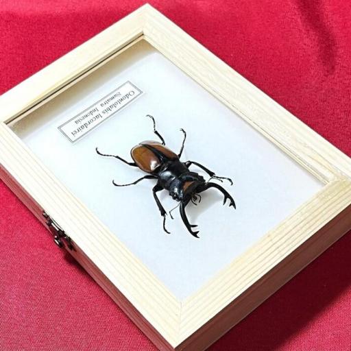 Odontolabis lacordairei (con alas cerradas ) - Framed  - Taxidermy [1]