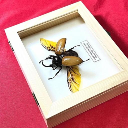 Eupatorus gracilicornis (alas abiertas)  - Framed  - Taxidermy