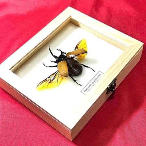 Eupatorus gracilicornis (alas abiertas)  - Framed  - Taxidermy [1]