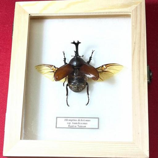 Allomyrina dichotomus -  Framed  - Taxidermy