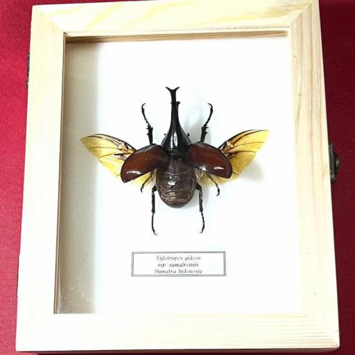 Xylotrupes gideon sumatrensis -  Framed  - Taxidermy