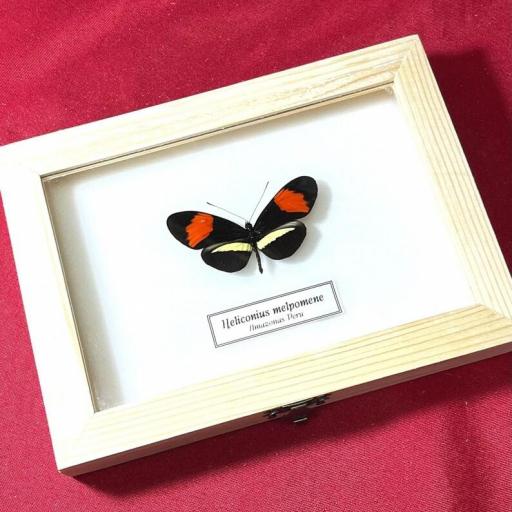 Heliconius melpomene -  Framed  - Taxidermy [0]