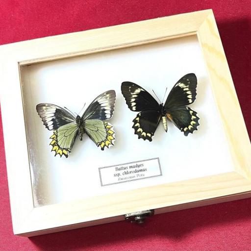 Battus madyes chlorodamas  -  Framed  - Taxidermy