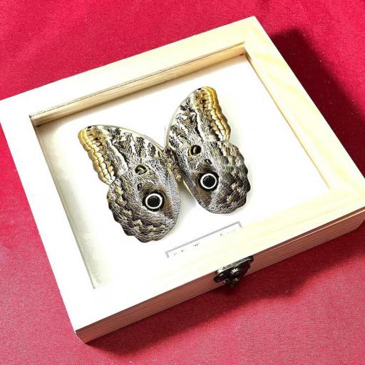 Caligo illioneus oberon -  Framed  - Taxidermy