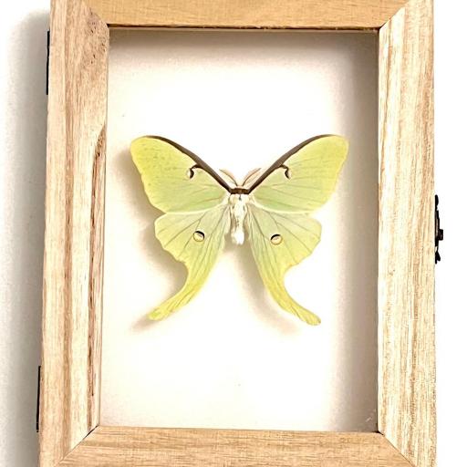 Actias luna EEUU ( marco madera ) - Framed  - Taxidermy [2]