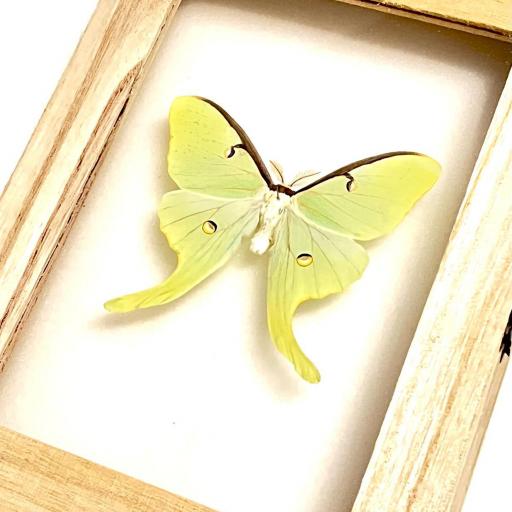 Actias luna EEUU ( marco madera ) - Framed  - Taxidermy [3]