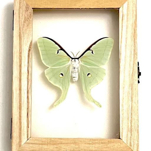 Actias luna EEUU ( marco madera ) - Framed  - Taxidermy