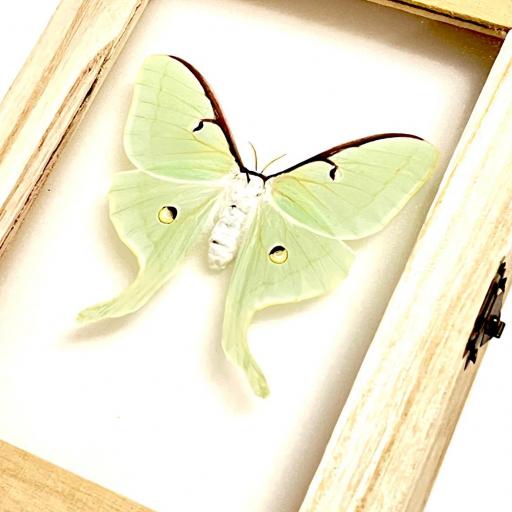 Actias luna EEUU ( marco madera ) - Framed  - Taxidermy [1]