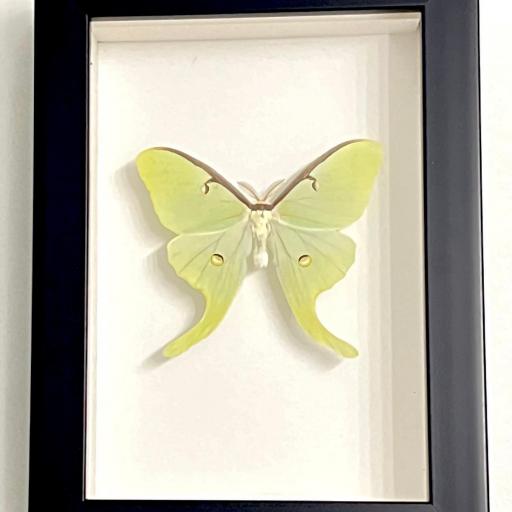 Actias luna EEUU ( marco negro) - Framed  - Taxidermy [2]