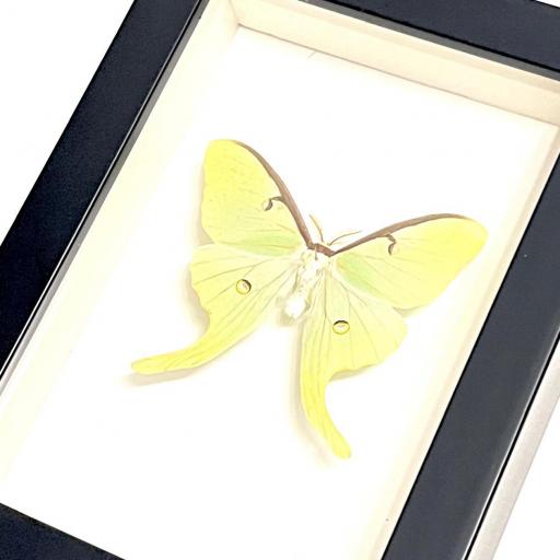 Actias luna EEUU ( marco negro) - Framed  - Taxidermy [3]