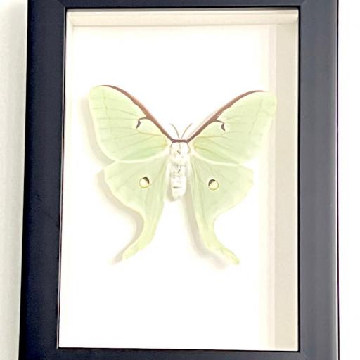 Actias luna EEUU ( marco negro) - Framed  - Taxidermy [0]