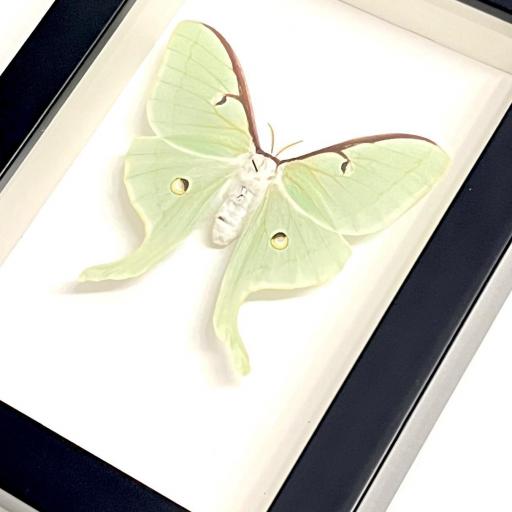 Actias luna EEUU ( marco negro) - Framed  - Taxidermy [1]