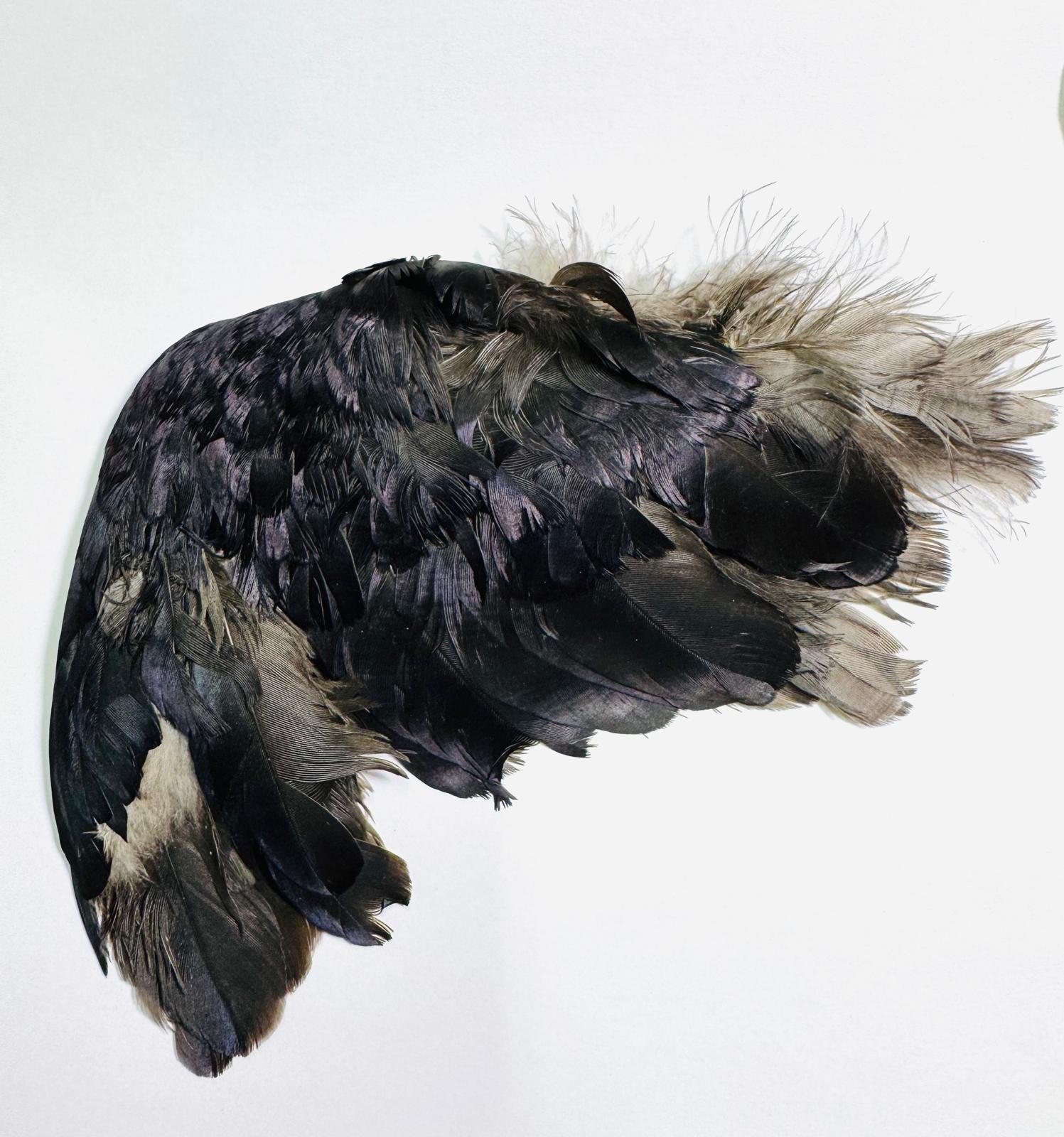 Ala izquierda de Bruja -  para Brujerias , Hechizos, Rituales 17 cm aprox.