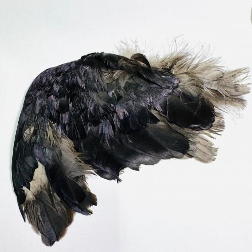 Ala izquierda de Bruja -  para Brujerias , Hechizos, Rituales 17 cm aprox. 