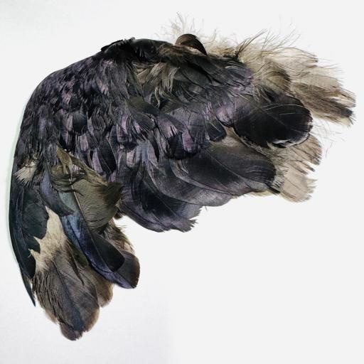 Ala izquierda de Bruja -  para Brujerias , Hechizos, Rituales 17 cm aprox.  [1]