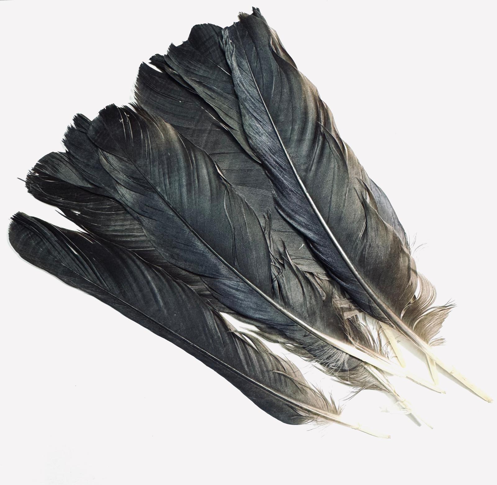 x 1 Pluma de Bruja -  para Brujerias , Hechizos, Rituales 15-18 cm aprox.