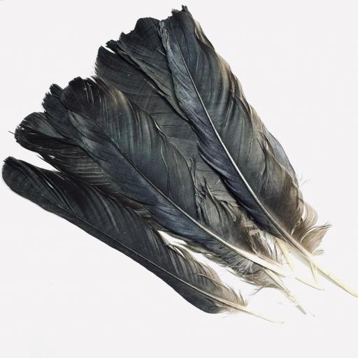 x 1 Pluma de Bruja -  para Brujerias , Hechizos, Rituales 15-18 cm aprox.