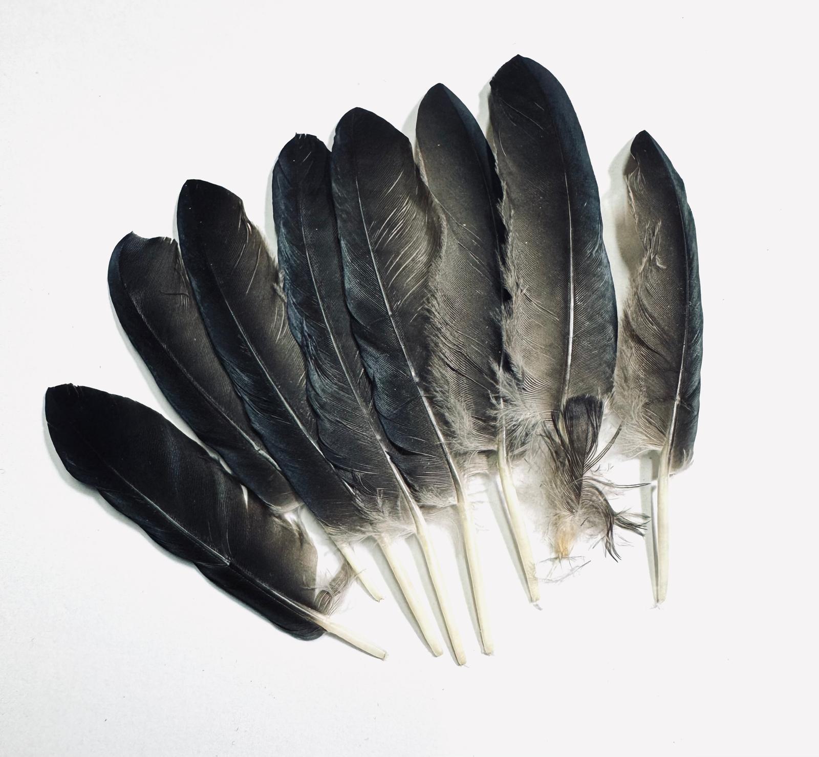 x 1 Pluma de Bruja -  para Brujerias , Hechizos, Rituales 8-10 cm aprox.