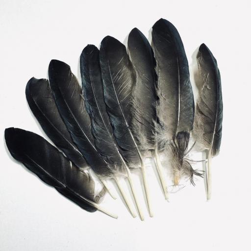 x 1 Pluma de Bruja -  para Brujerias , Hechizos, Rituales 8-10 cm aprox.