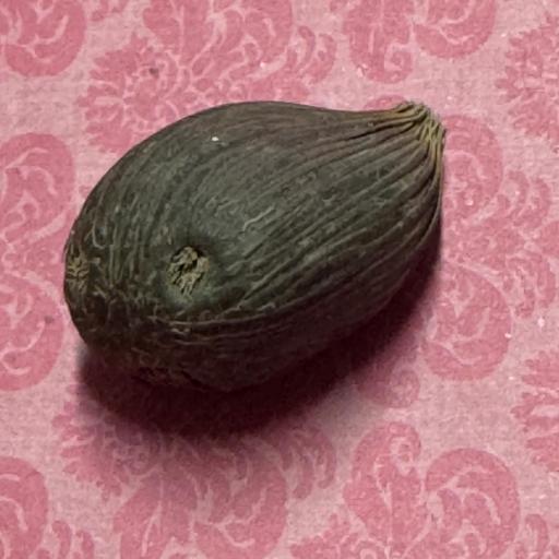 X 1 Ikin 3 ojos  [0]