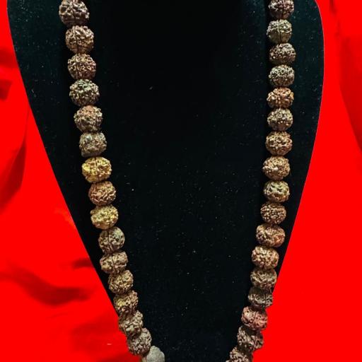 Collar Consagrado Semillas  - Collar semillas de Rudraksha de 5 mukhi ( protección )  [2]