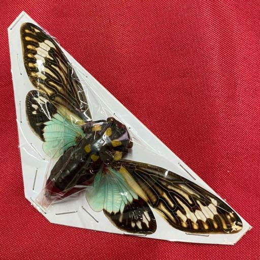 Toseana splendida - Big Cicada Mounted A1 ( no framed ) Taxidermy Insects 