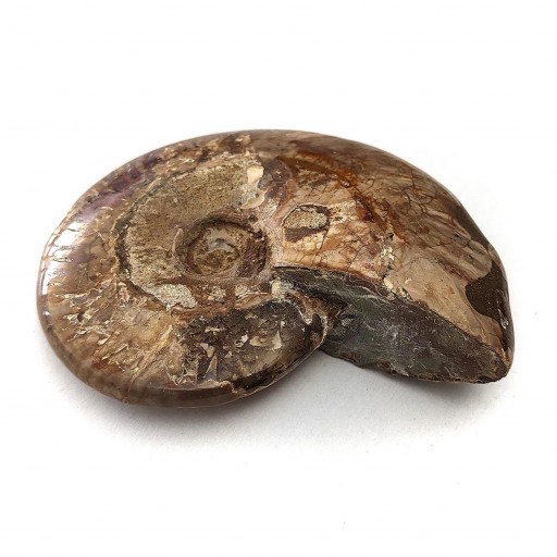 Ammonite Pulido