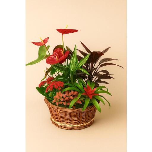 CESTA “Llama Esmeralda”