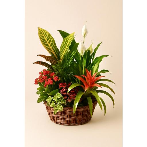 CESTA “Brisa de Ébano”