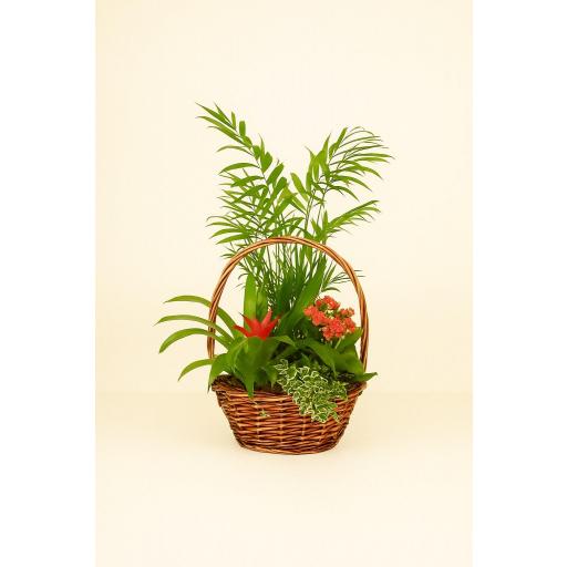 CESTA “Aromas del Campo”
