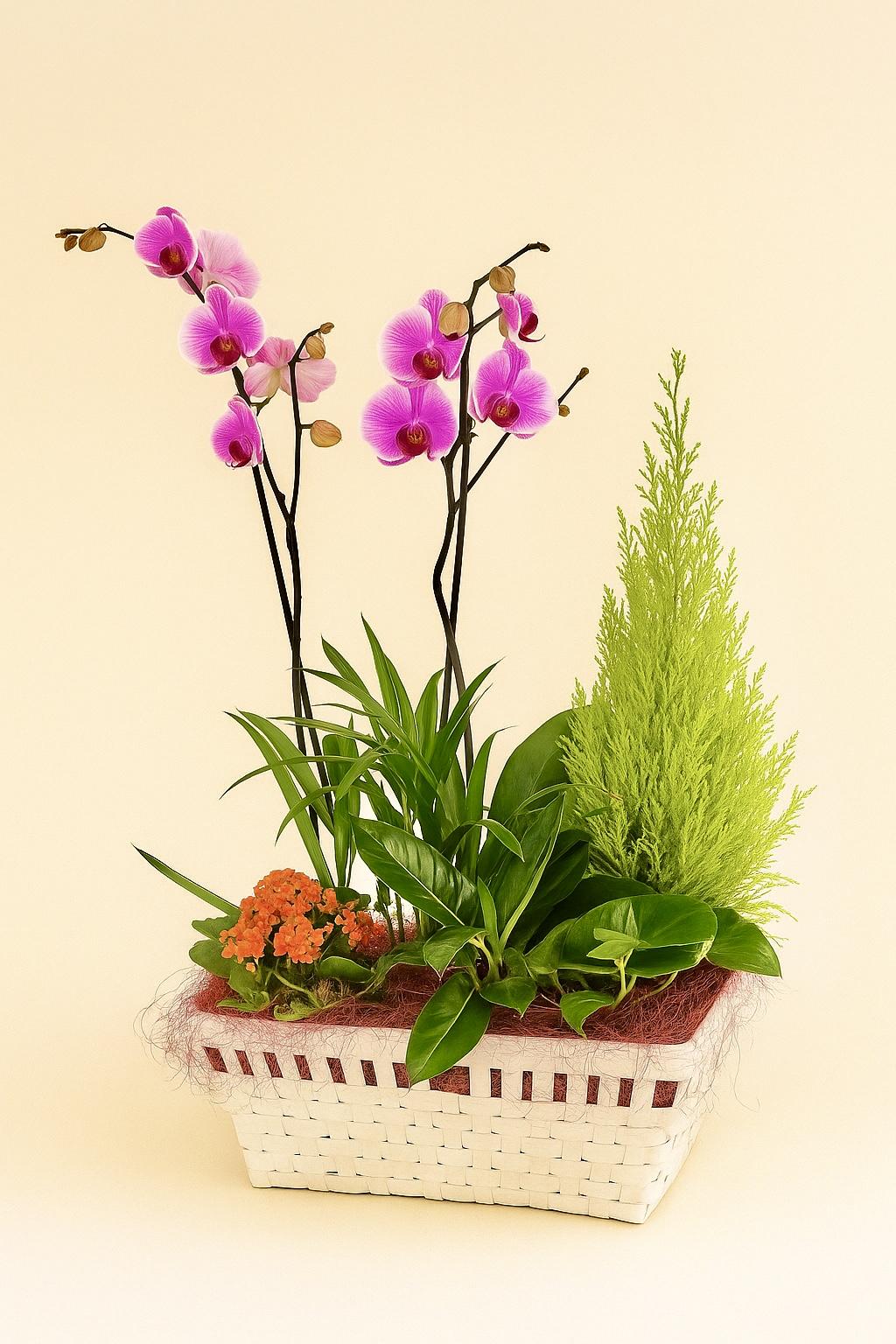 CESTA “Aura de Oriente”