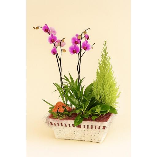 CESTA “Aura de Oriente”