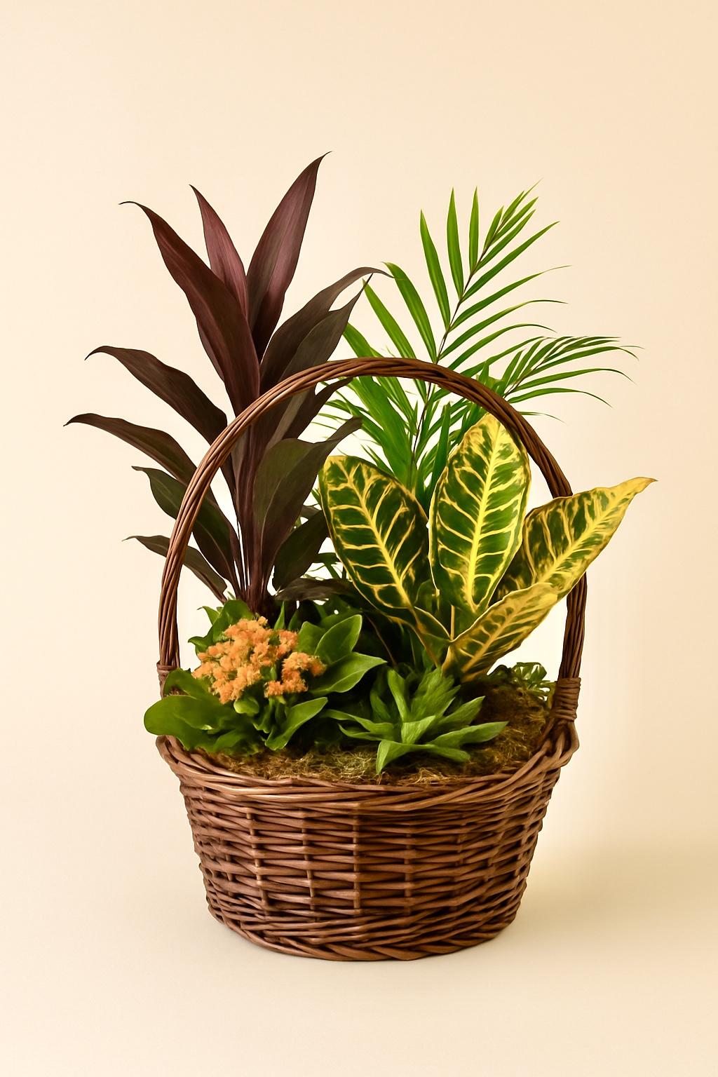 CESTA “Trópico Dorado”