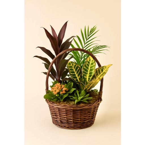 CESTA “Trópico Dorado”