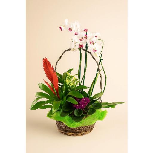 CESTA “Ecos del Trópico”